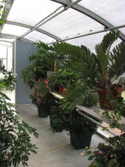 greenhouse.jpg