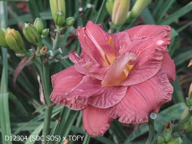 2012_Dips/D8507_JS_LP_5.JPG