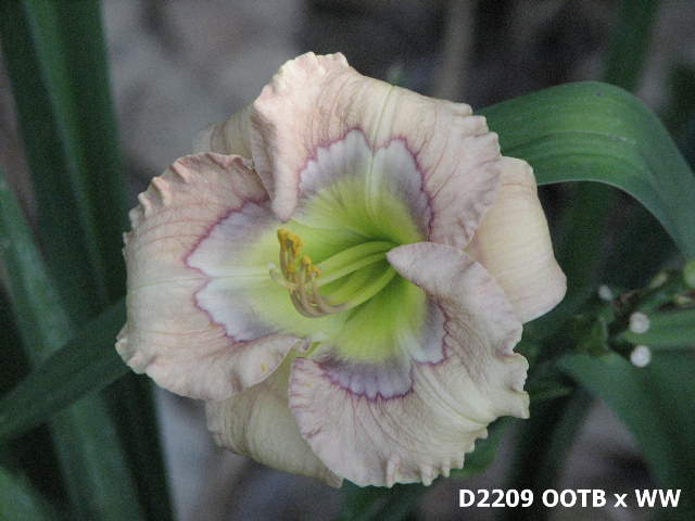 2012_Dips/D2209_OOTB_WW_2.JPG