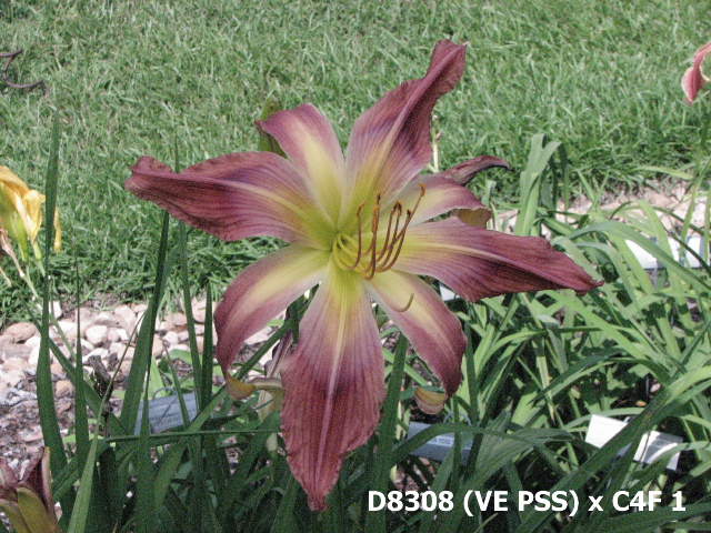 2012_Dips/D8308_VE_PSS_x_C4F_9.JPG