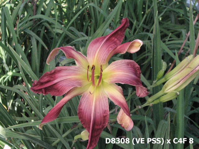 2012_Dips/D8308_VE_PSS_x_C4F_9.JPG