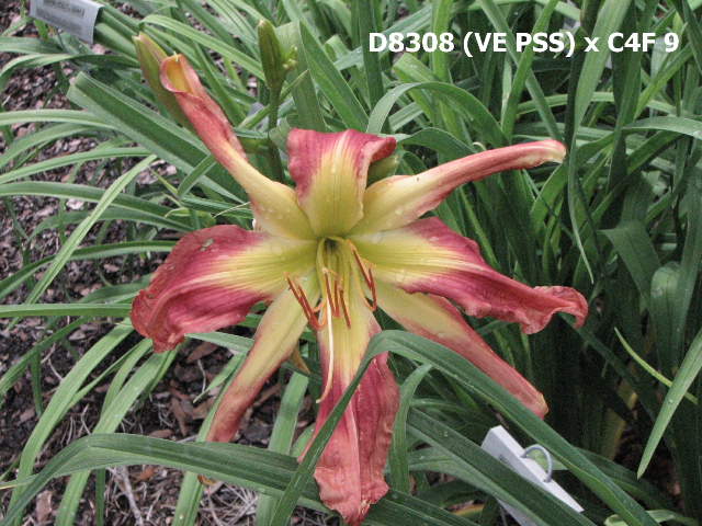 2012_Dips/D8308_VE_PSS_x_C4F_9.JPG