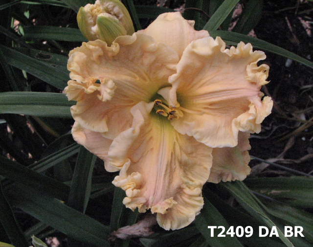 2012_Tets/T2409_DA_BR_3_51111.JPG