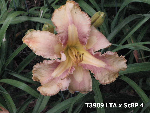 2012_Tets/T9608_ScBP_TJOB_1.JPG