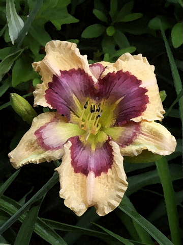Just_Prints/SPACECOAST-STARBURST-WC-DB.JPG