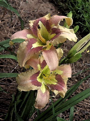 Just_Prints/SPACECOAST-STARBURST-WC-DB.JPG