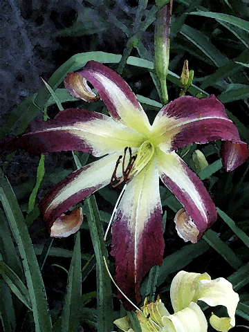 Just_Prints/SPACECOAST-STARBURST-WC-DB.JPG