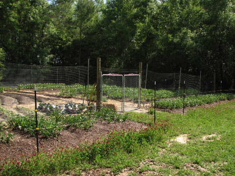 garden6.JPG